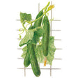 Botanical Interests Telegraph Improved Cucumber Seed
