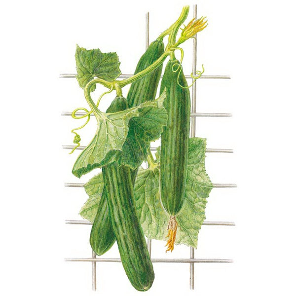 Botanical Interests Telegraph Improved Cucumber Seed