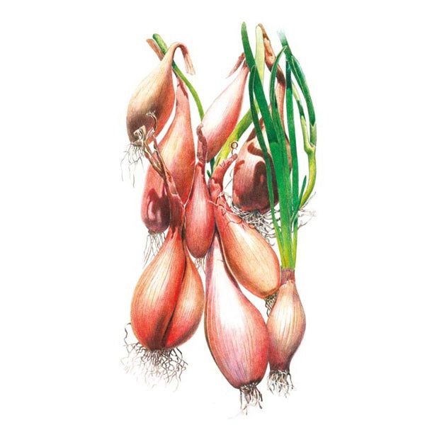 Botanical Interests Zebrune Shallot Onion Seed