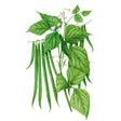 Botanical Interests Ferrari Bush Bean Seed