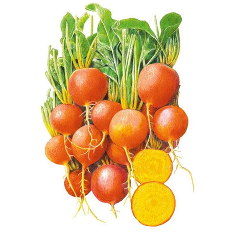 Botanical Interests Golden Boy Beet Seed