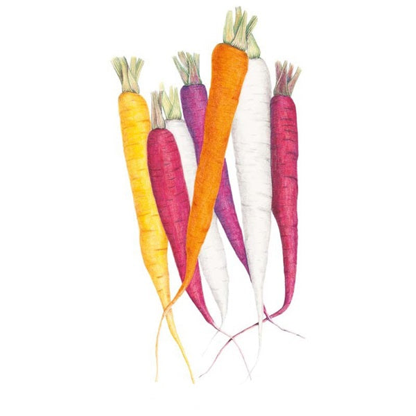 Botanical Interests Carnival Blend Carrot Seed