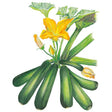 Botanical Interests Emerald Delight Summer Squash Seed
