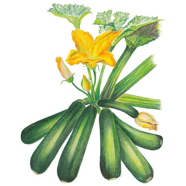 Botanical Interests Emerald Delight Summer Squash Seed