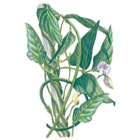 Botanical Interests Orient Wonder Pole Yard Long Bean Seed