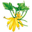 Botanical Interests Max's Gold Summer Squash Seed