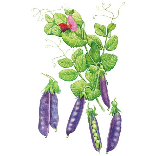 Botanical Interests Sugar Magnolia Snap Pea Seed