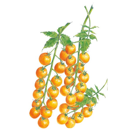 Botanical Interests Sun Gold Pole Cherry Tomato Seed
