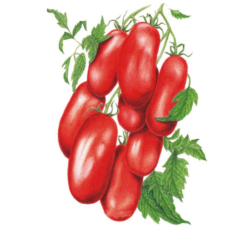 Botanical Interests Supremo Bush Roma Tomato Seed
