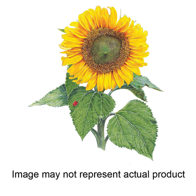 Botanical Interests Flower Seed