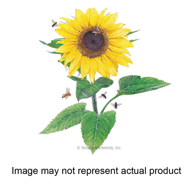 Botanical Interests Flower Seed