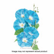 Botanical Interests Flower Seed