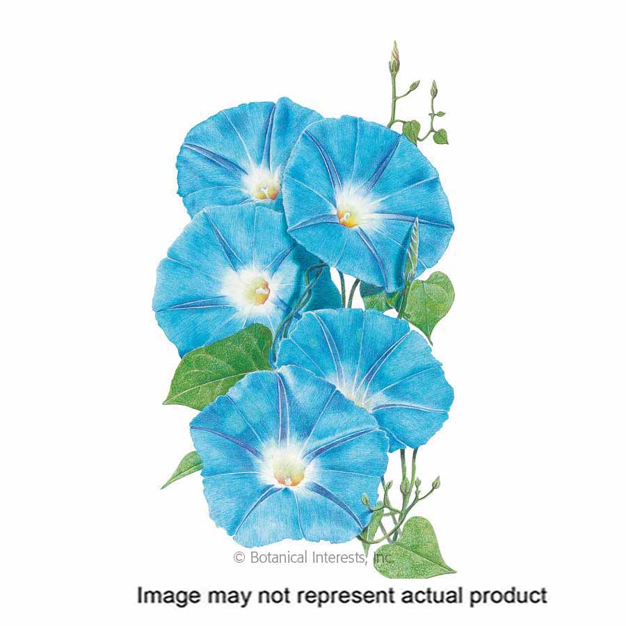 Botanical Interests Flower Seed