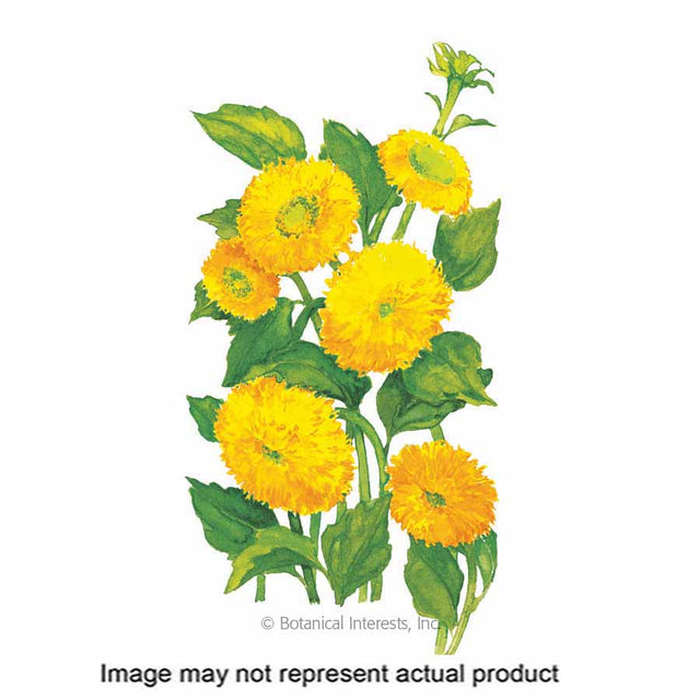 Botanical Interests Flower Seed