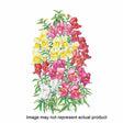 Botanical Interests Flower Seed