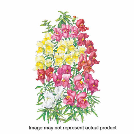 Botanical Interests Flower Seed
