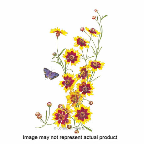 Botanical Interests Flower Seed