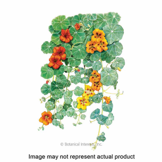Botanical Interests Flower Seed