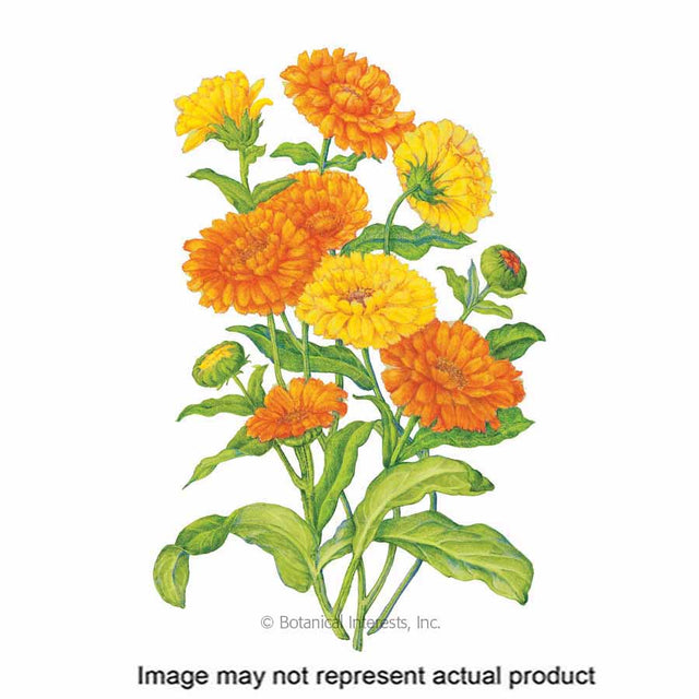 Botanical Interests Flower Seed