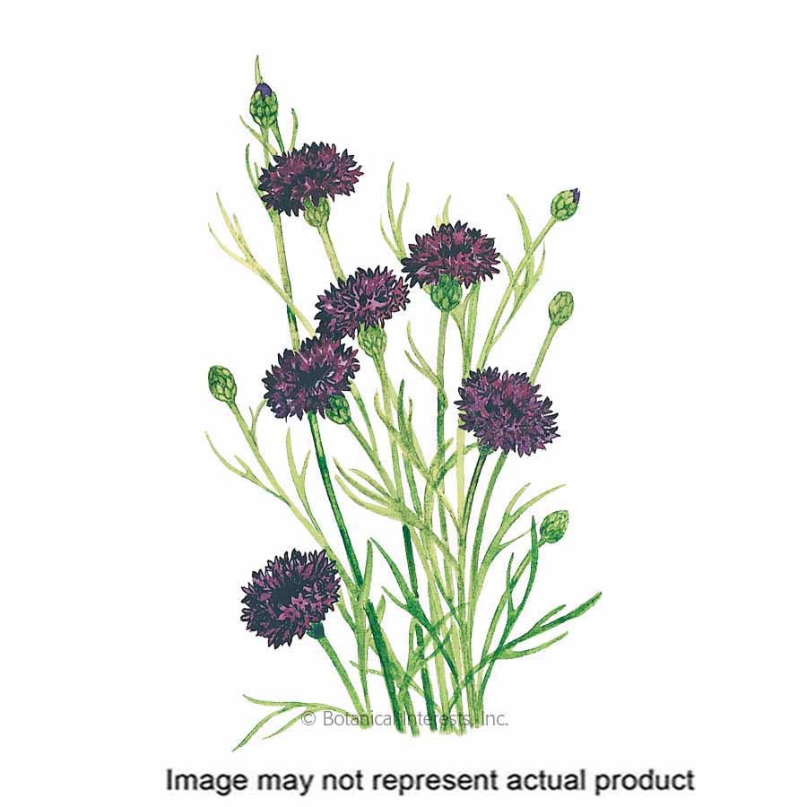 Botanical Interests Flower Seed