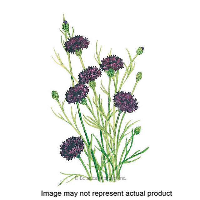 Botanical Interests Flower Seed