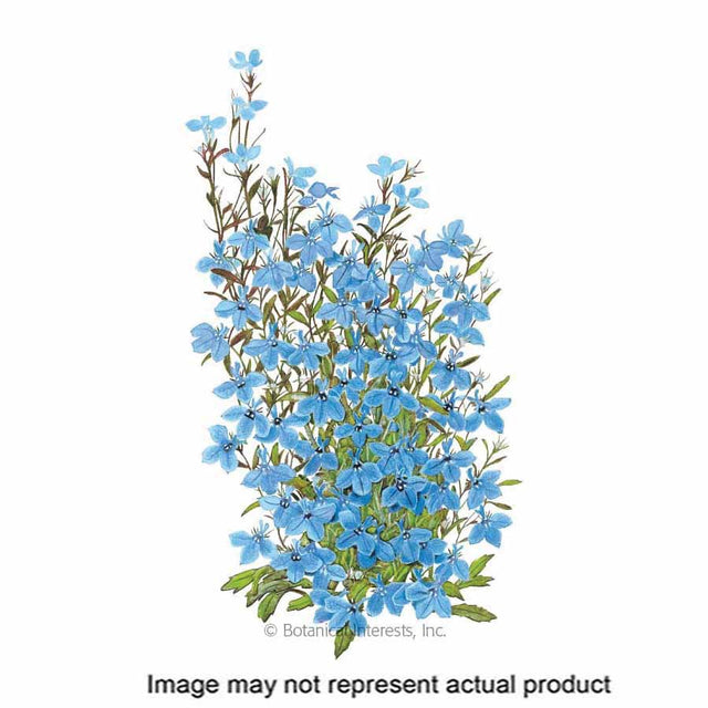 Botanical Interests Flower Seed