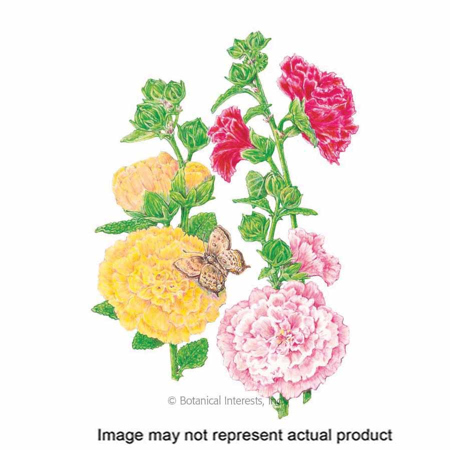 Botanical Interests Flower Seed