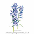 Botanical Interests Flower Seed