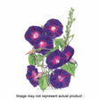 Botanical Interests Flower Seed