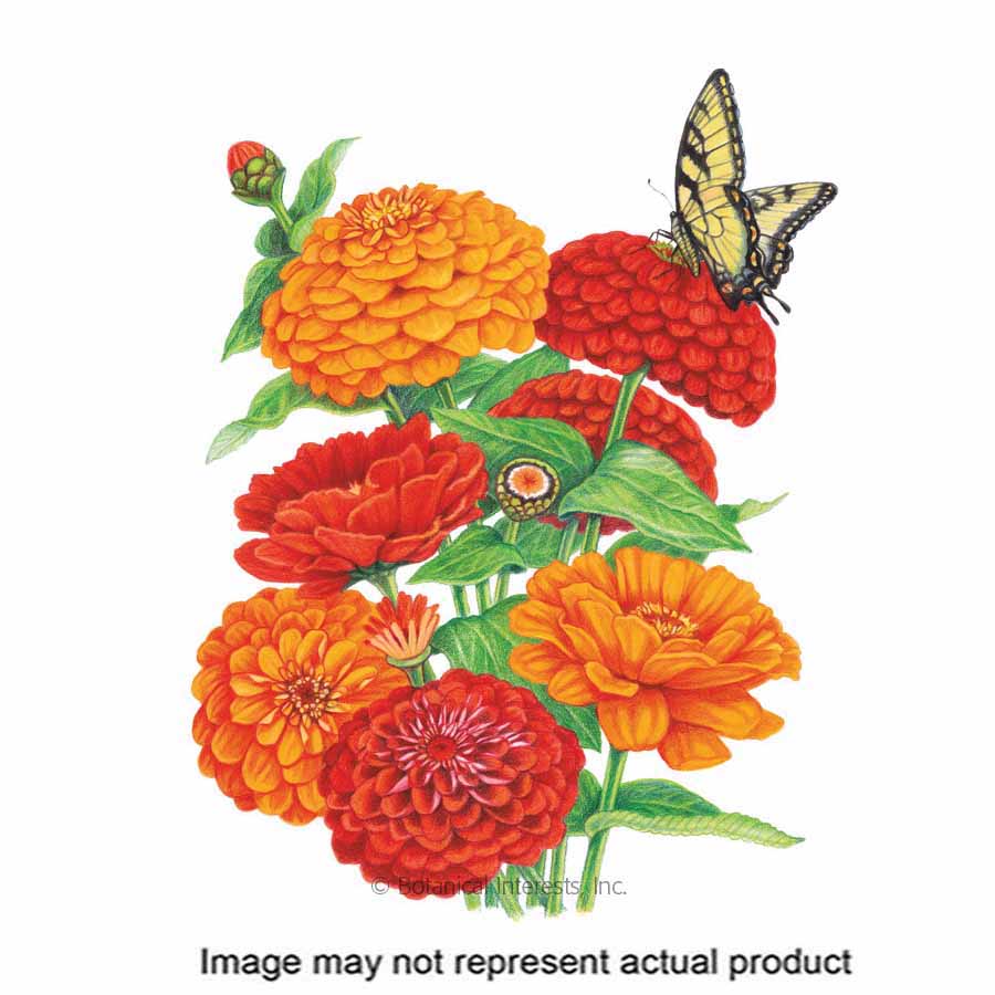 Botanical Interests Flower Seed