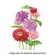 Botanical Interests Flower Seed