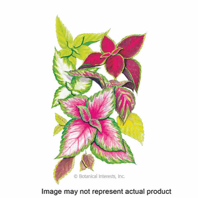 Botanical Interests Flower Seed