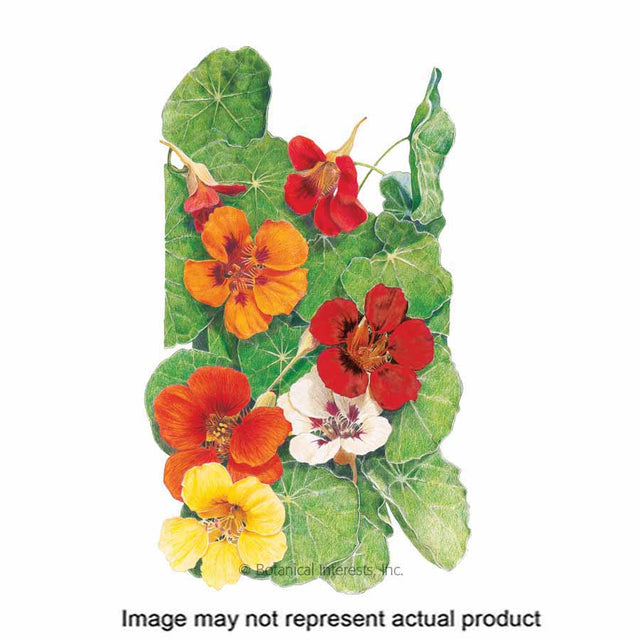 Botanical Interests Flower Seed