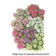 Botanical Interests Flower Seed