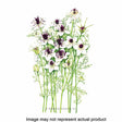 Botanical Interests Flower Seed