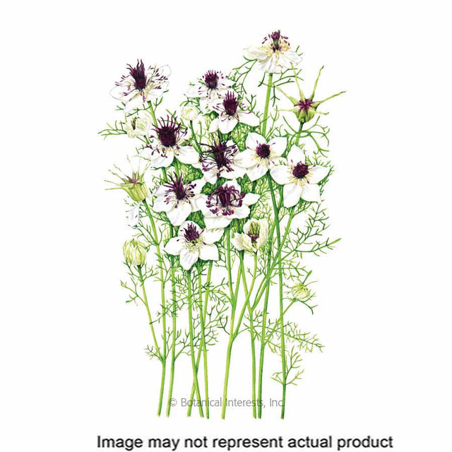 Botanical Interests Flower Seed