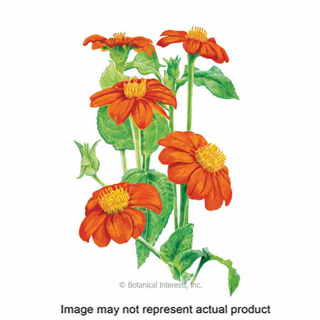 Botanical Interests Flower Seed