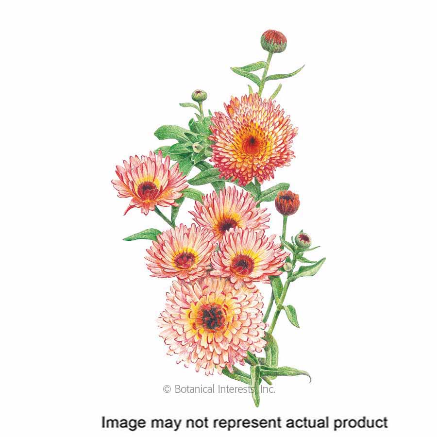 Botanical Interests Flower Seed