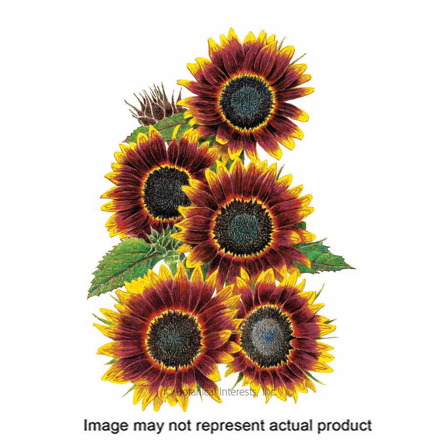 Botanical Interests Flower Seed