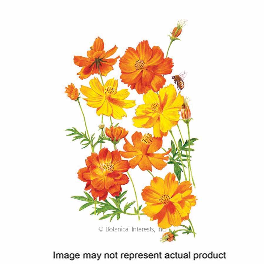 Botanical Interests Flower Seed