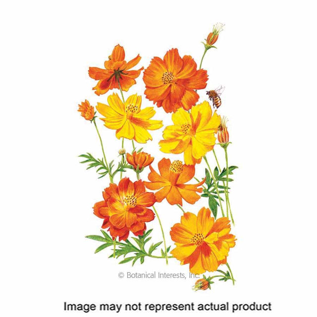 Botanical Interests Flower Seed