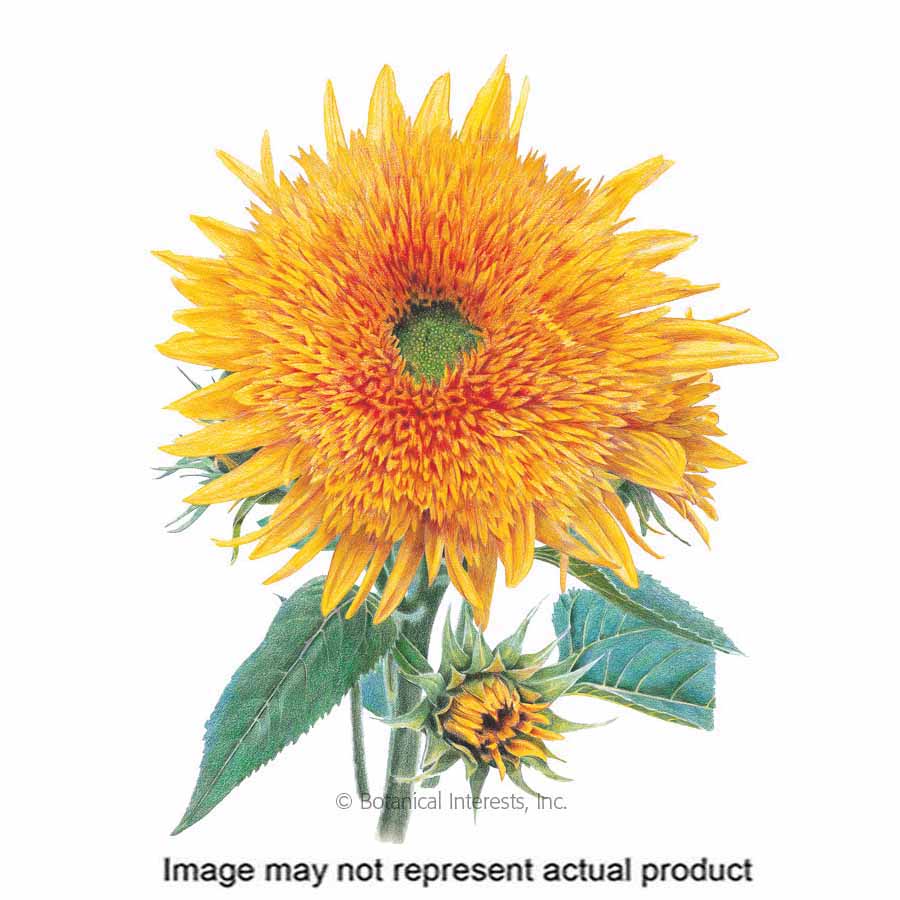 Botanical Interests Flower Seed