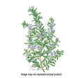 Botanical Interests Herb Seed