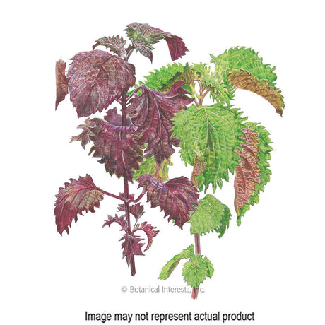 Botanical Interests Herb Seed