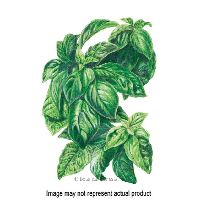 Botanical Interests Herb Seed