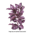 Botanical Interests Herb Seed