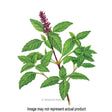 Botanical Interests Herb Seed