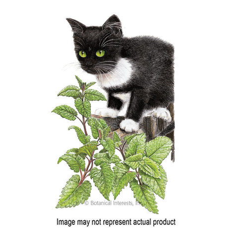 Botanical Interests Herb Seed