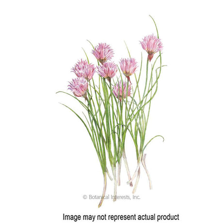 Botanical Interests Herb Seed