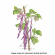 Botanical Interests Vegetable Seed